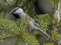 Mountain Chickadee